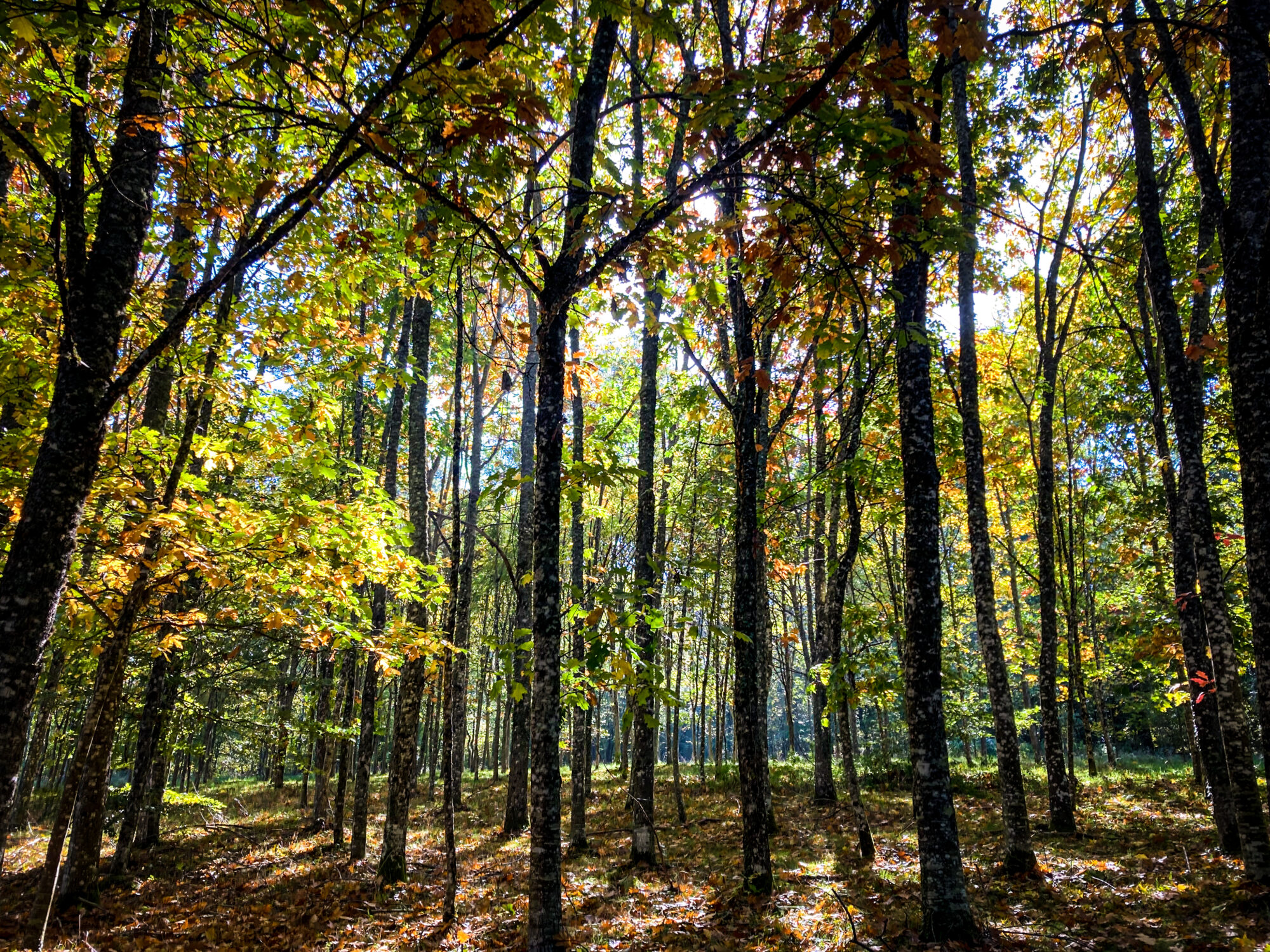 Participez à la Marche Santé Environnement en forêt !