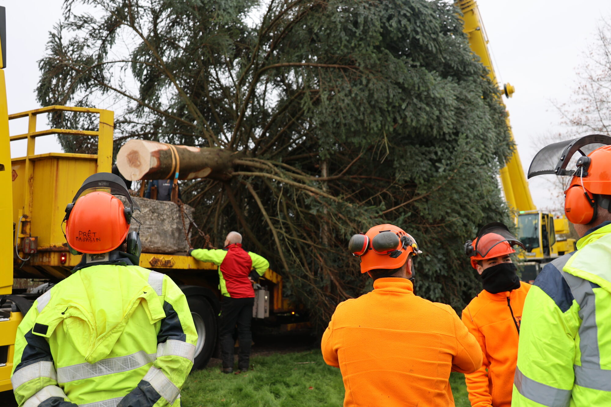 Mon beau sapin, roi d’Épinal !